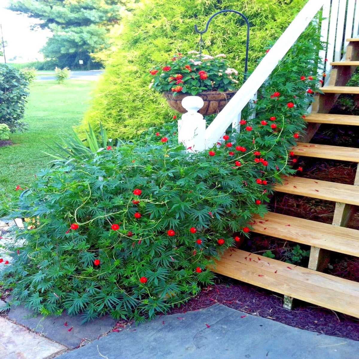 STAR GLORY SEEDS Cardinal Creeper Vine Flower Plant Butterflies Hummingbirds heirloom non-GMO seeds