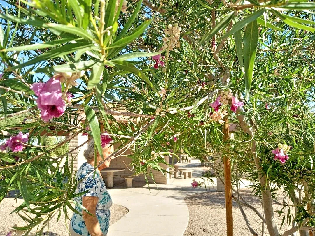 DESERT WILLOW SEEDS AZ Purple Rose Orchid Drought Toler – Heirloom, Non-GMO, High Germination Organic Garden Seeds