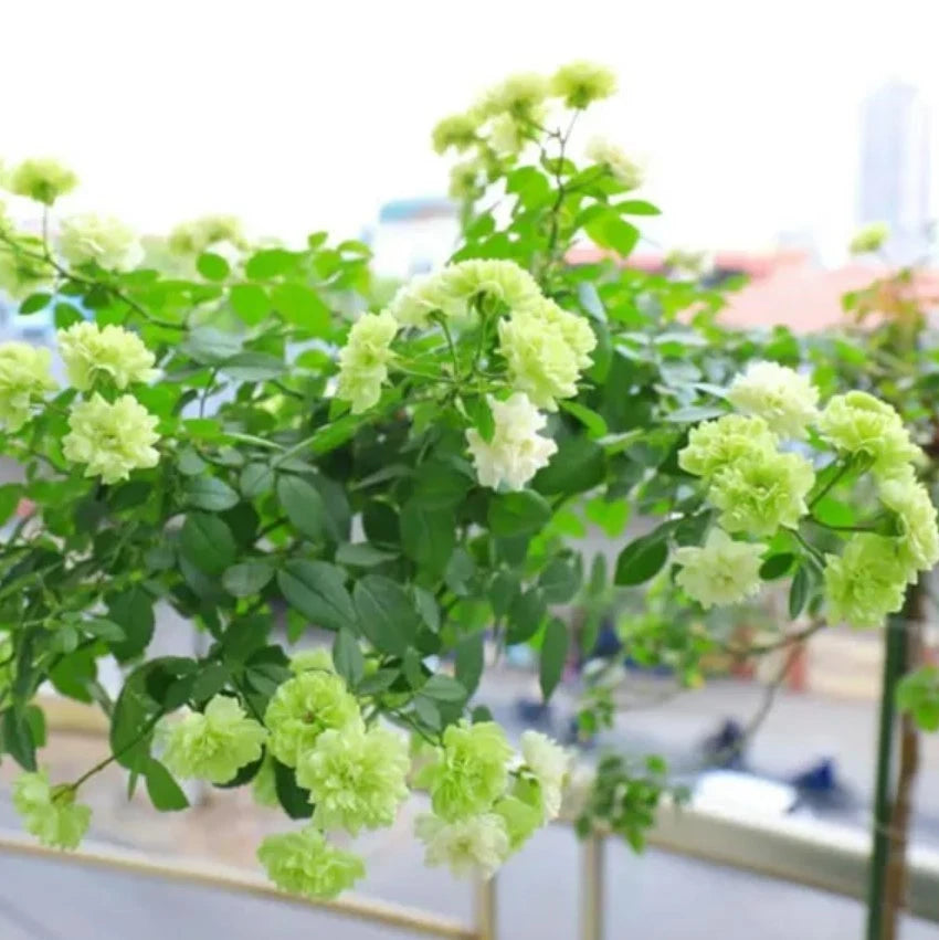 Green ice Flower Rose Seeds - Seeds - Rose Flower Gardening – Heirloom, Non-GMO, High Germination Organic Garden Seeds