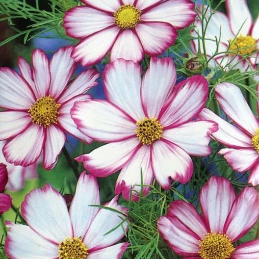 Cosmos CANDY STRIPED Pink White Petals - Great Cut Flowers Seeds heirloom non-gmo seeds