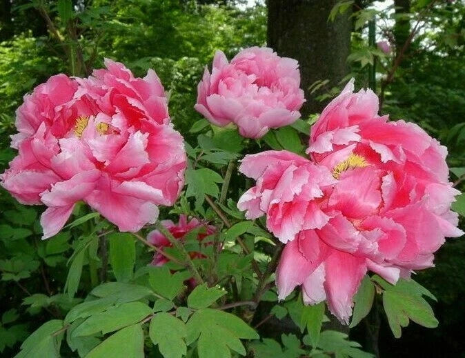 Tree Peony Seeds - Paeonia suffruticosa Pink Moutan Hardy Perennial Flower – Heirloom, Non-GMO, High Germination Organic Garden Seeds