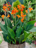 Canna Lilly Orange Bloom Seed Stutgart Canna Seeds heirloom non-gmo seeds
