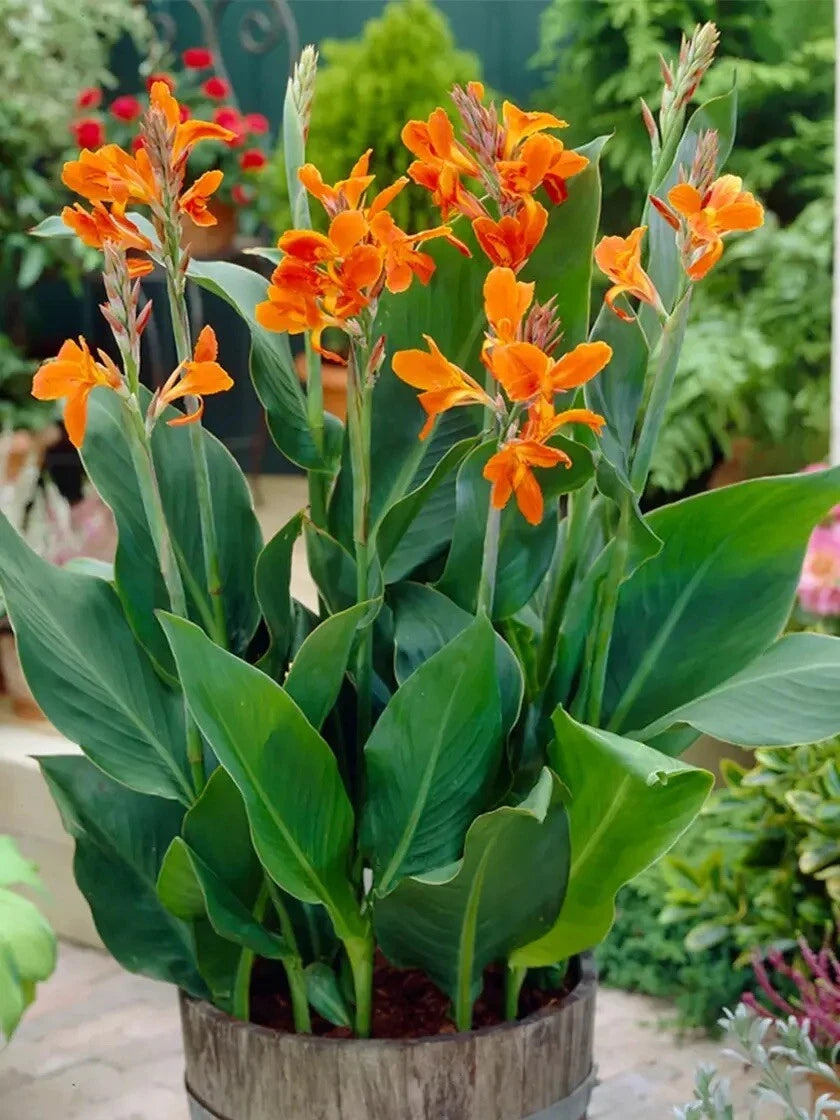 Canna Lilly Orange Bloom Seed Stutgart Canna Seeds heirloom non-gmo seeds