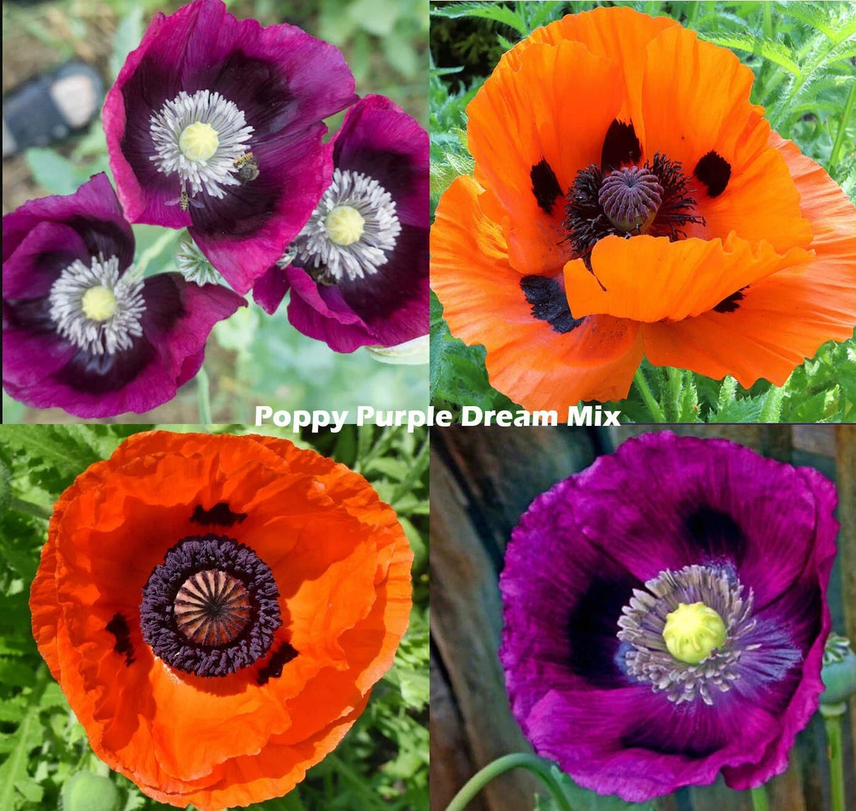 Poppy PURPLE DREAM MIX Lauren s Grape Prince of Orange Poppies Seeds Papaver sp. heirloom non-GMO seeds