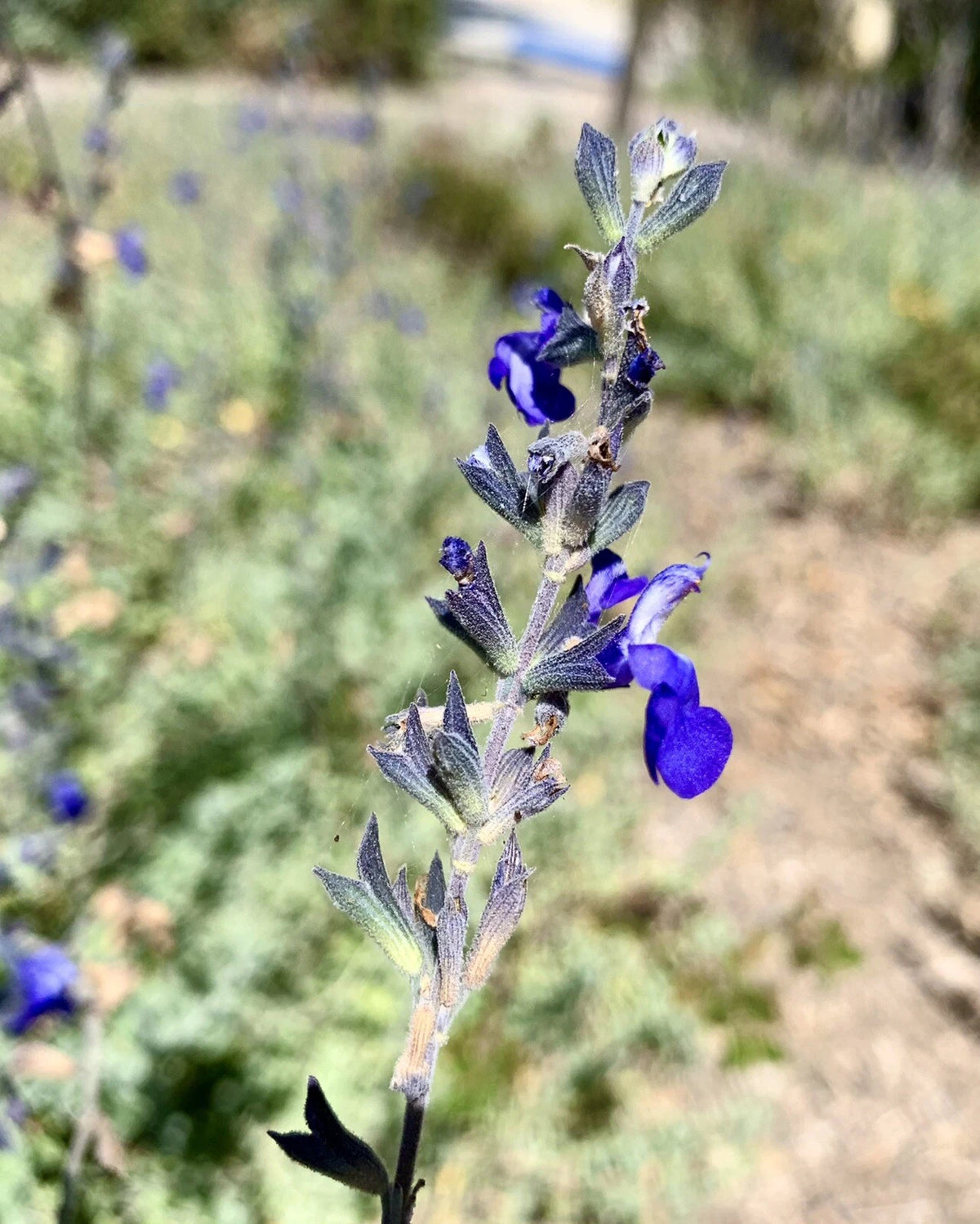 Germander sage Blue Sage Salvia Chamaedryoides- seeds – Heirloom, Non-GMO, High Germination Organic Garden Seeds