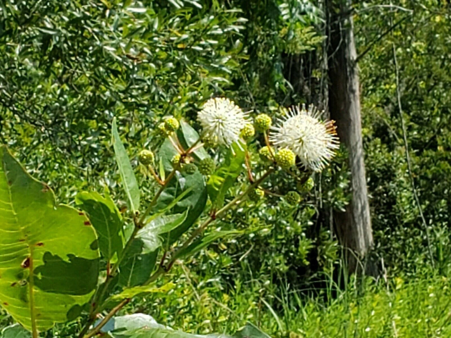 Button Bush Seeds Cephalanthus Occidentalis Florida Native Tree Bee – Heirloom, Non-GMO, High Germination Organic Garden Seeds
