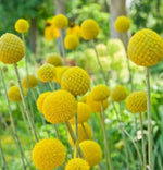 Craspedia Drumstick seeds heirloom non-gmo seeds
