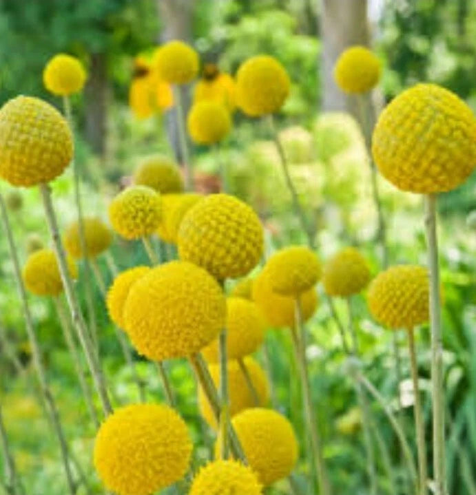 Craspedia Drumstick seeds heirloom non-gmo seeds