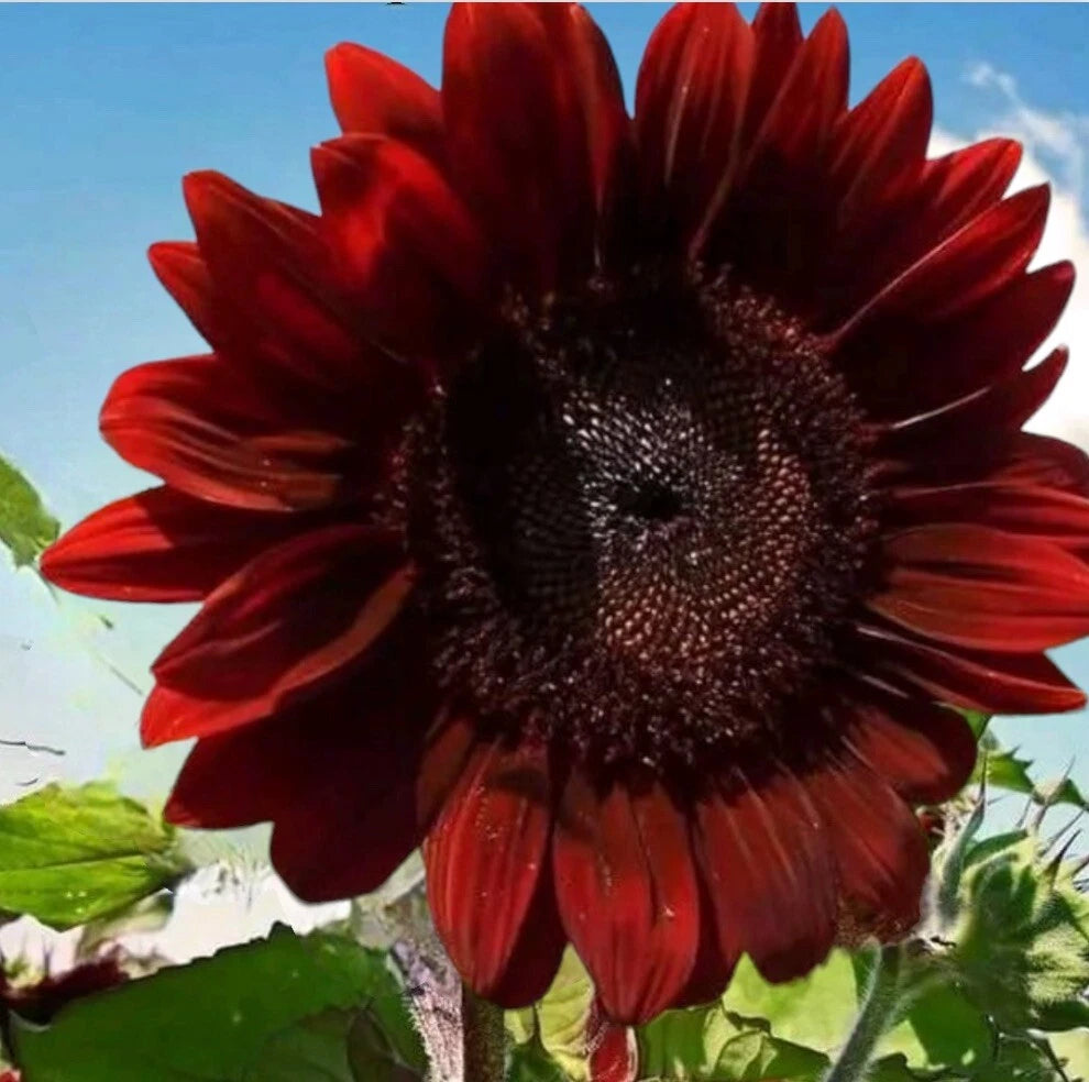 - RARE RED SUNFLOWER SEEDS I I Buy2Get2Free add2tocart Helianthus annuus heirloom non-gmo seeds