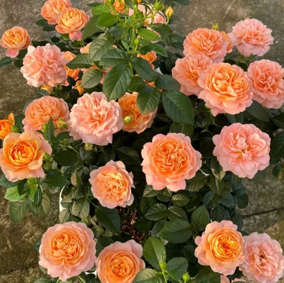 Juicy Terrazza Rose Seeds - Seeds - Rose Flower Gardening – Heirloom, Non-GMO, High Germination Organic Garden Seeds
