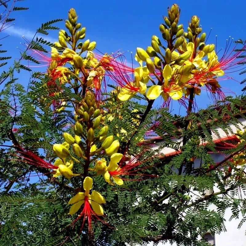 MEXICAN DESERT YELLOW BIRD OF PARADISE SHRUB FLOWER TREE SEEDS C Gilliesii – Heirloom, Non-GMO, High Germination Organic Garden Seeds
