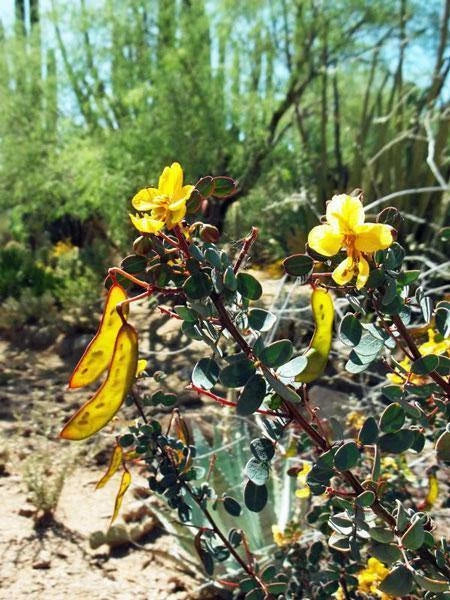 Senna purpusii Baja California Senna Seeds heirloom non-gmo seeds