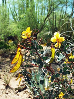 Senna purpusii Baja California Senna Seeds heirloom non-gmo seeds