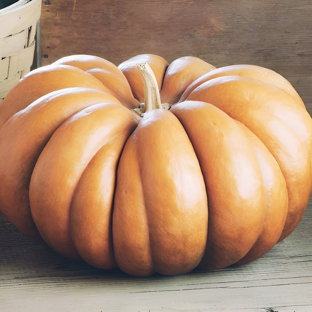 Fairytale Squash pumpkin Seeds heirloom non-GMO seeds