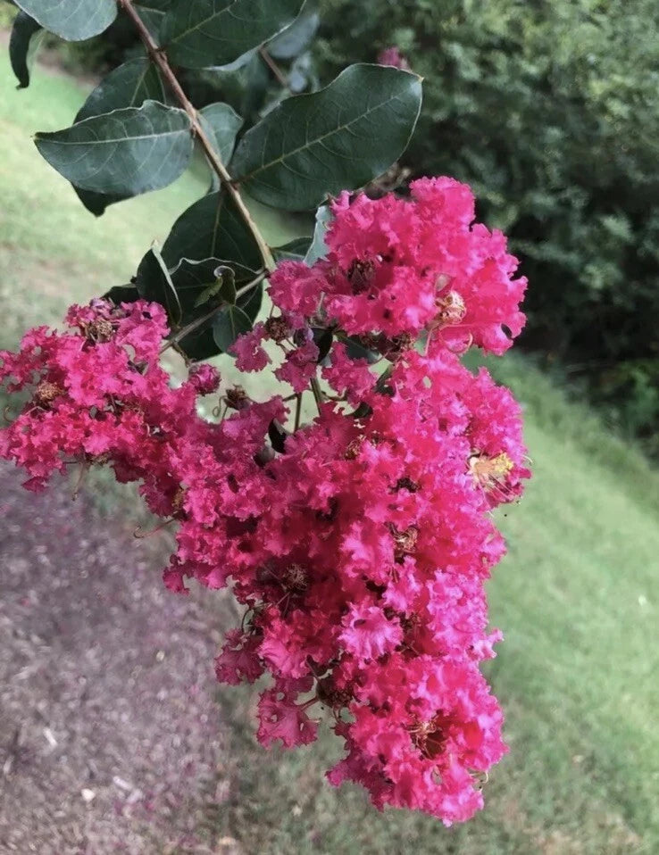 Crape Myrtle Seeds Crepe Lagerstroemia Indica Seeds heirloom non-GMO seeds