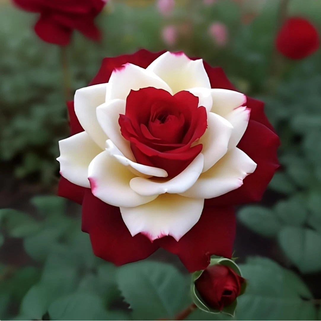 Rare Twin Red White Rose Flower Seeds for Planting - Captivating Garden heirloom non-gmo seeds