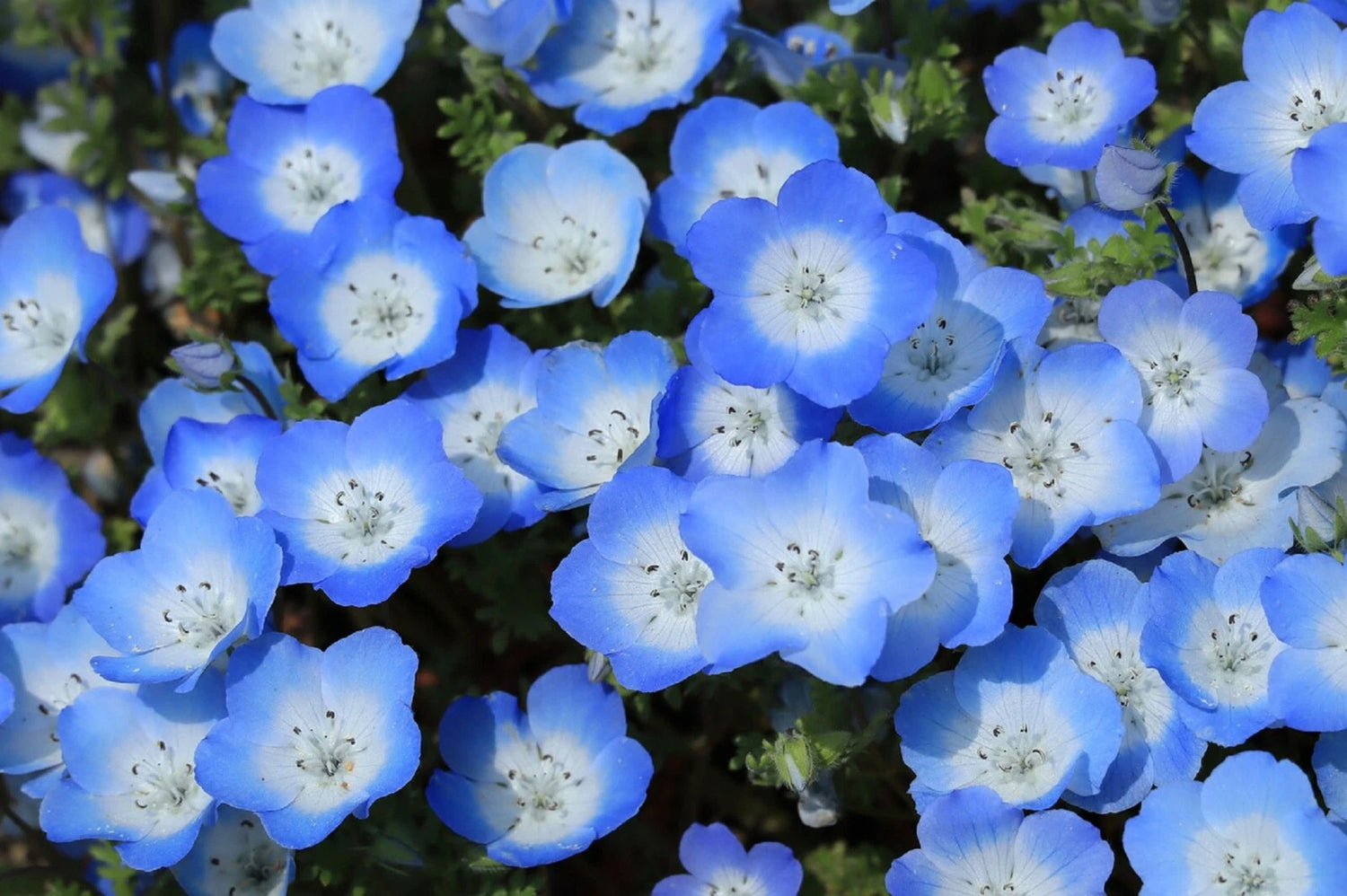 Baby Blue Eyes Seeds Nemophila Menziesii LOW GROUND COVER FLOWERS BLUE Nemophila sp. heirloom non-gmo seeds