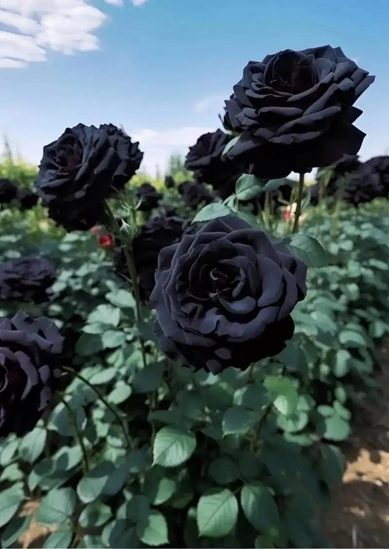 Multicolored Rose Flower Seeds Perennial Flowers Rare Plants – Heirloom, Non-GMO, High Germination Organic Garden Seeds