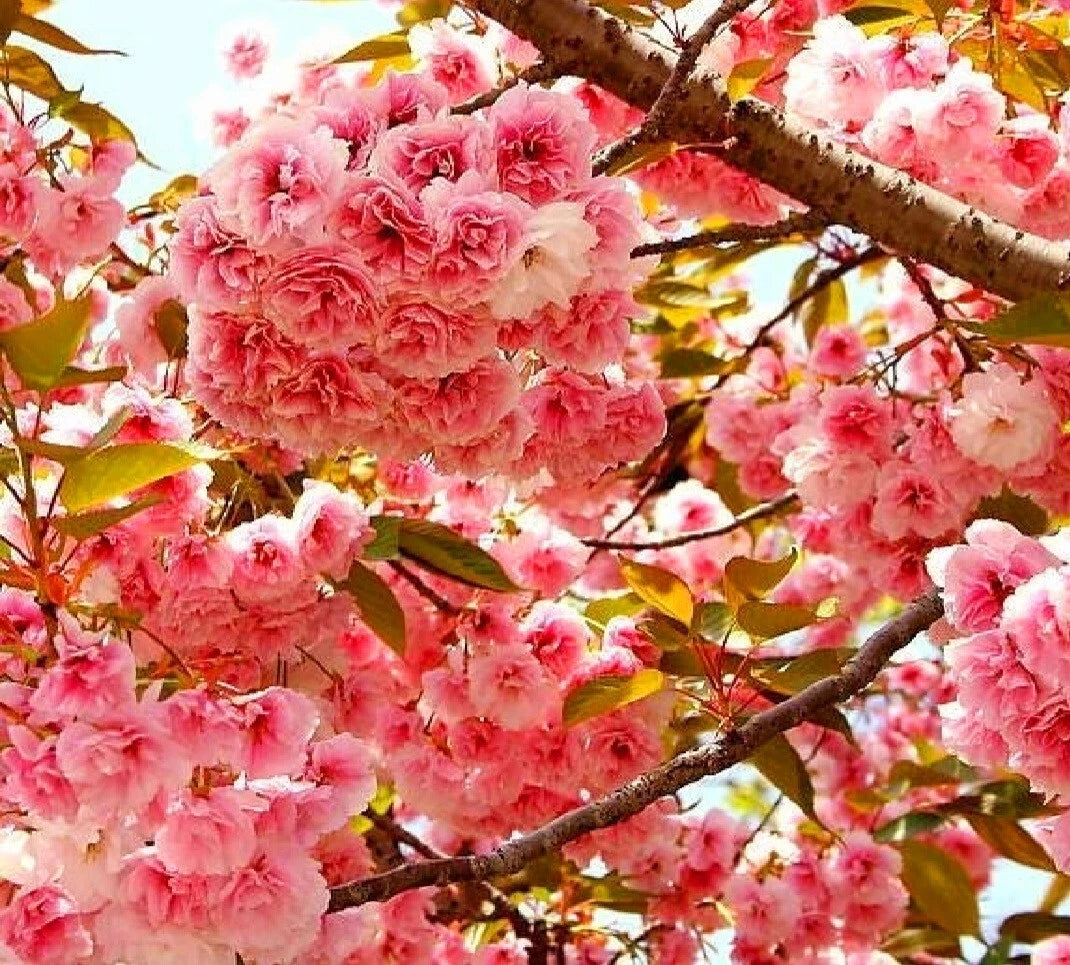 Cherry Blossom Seeds Rare Hardy Flower Sakura Bonsai exotic – Heirloom, Non-GMO, High Germination Organic Garden Seeds