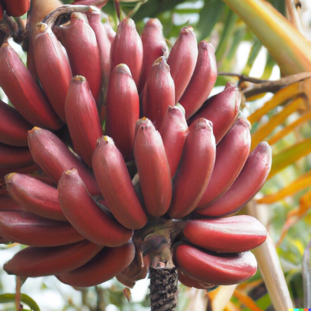 Red Banana – A Sweet and Nutritious Twist on a Classic