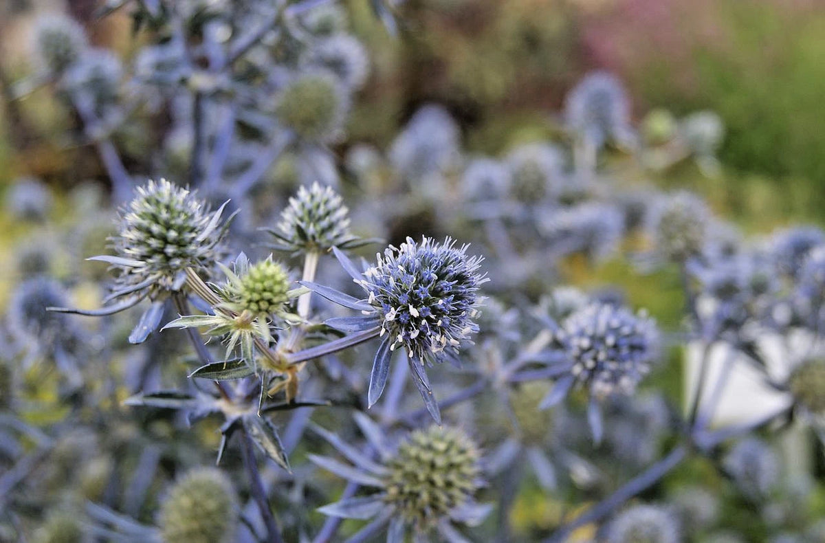 ERYNGIUM PLANUM Seeds Blue Sea Holly Perennial House Plant Flower Seeds – Heirloom, Non-GMO, High Germination Organic Garden Seeds