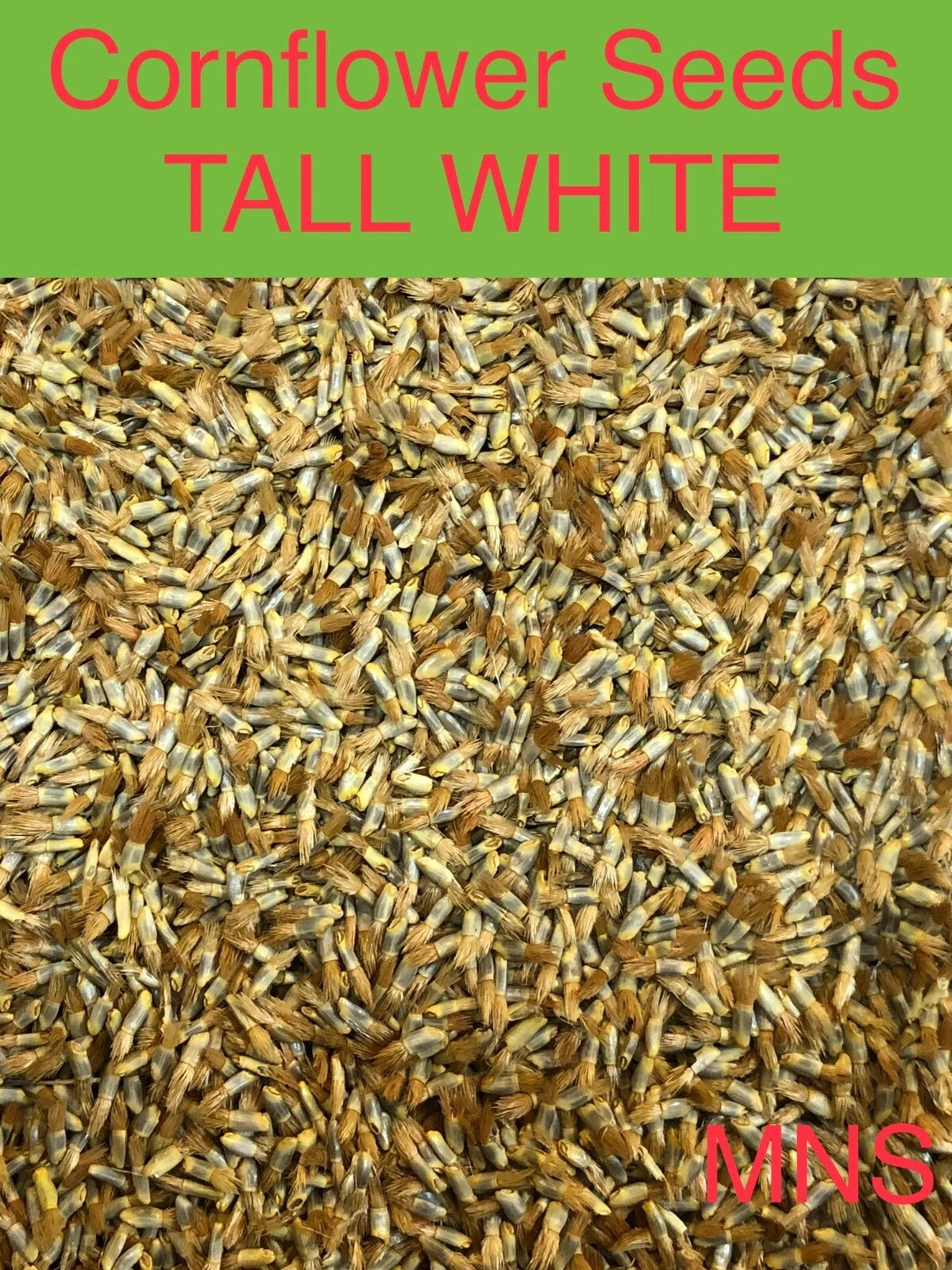 Cornflower Bachelor Button TALL WHITE Sun Shade Seeds – Heirloom, Non-GMO, High Germination Organic Garden Seeds