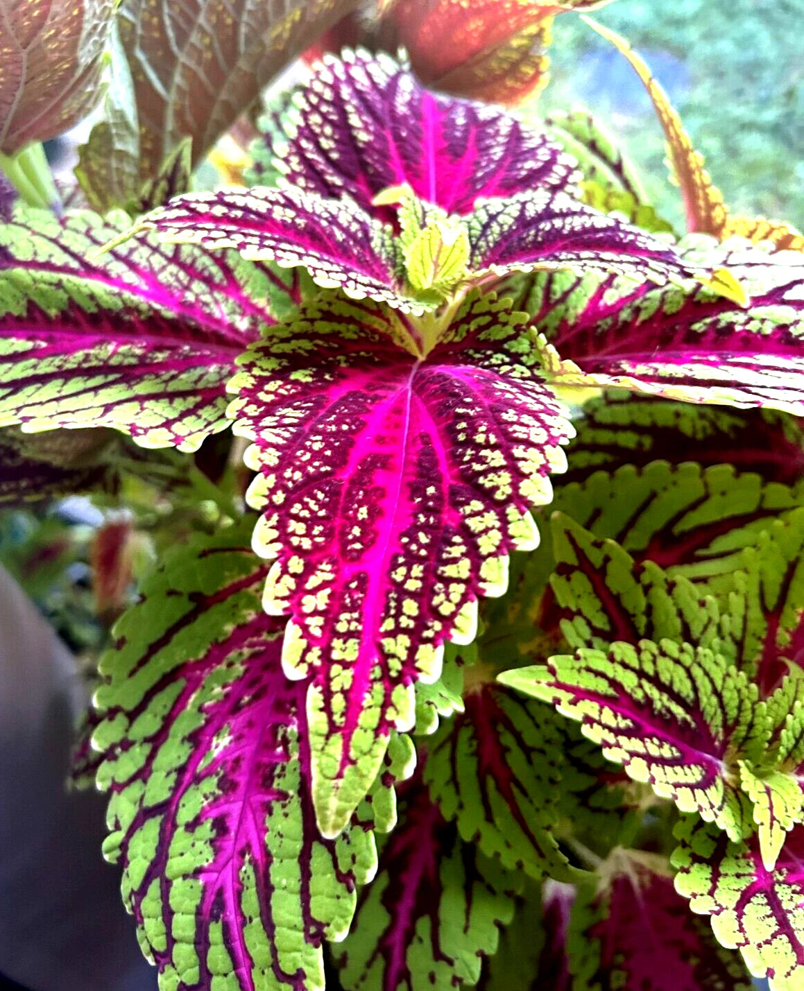 Coleus Seeds Rainbow Easy Grow Garden Authentic Seeds Reliable – Heirloom, Non-GMO