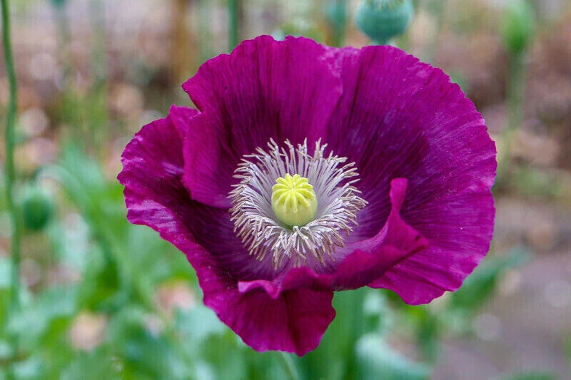 - Ultimate Mixed Poppy Seed - P Somniferum - Beautiful Varieties Seeds – Heirloom, Non-GMO, High Germination Organic Garden Seeds