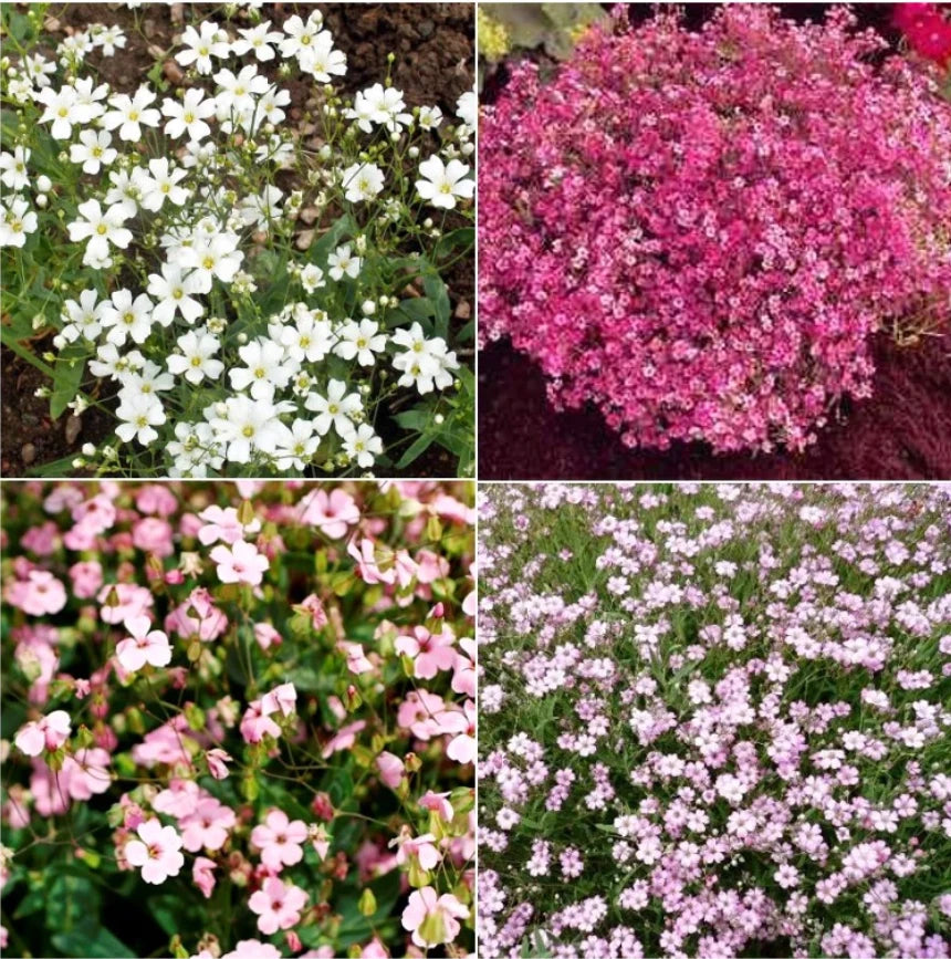 Baby s Breath MIXED COLORS Hummingbird Pollinators Seeds heirloom non-GMO seeds