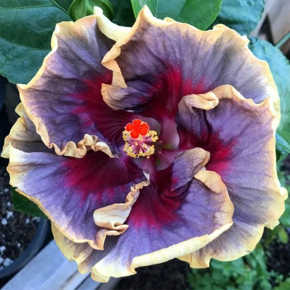 Cream Purple Pink Hibiscus Seeds Flowers Flower Seed Perennial Bloom Seeds – Heirloom, Non-GMO, High Germination Organic Garden Seeds