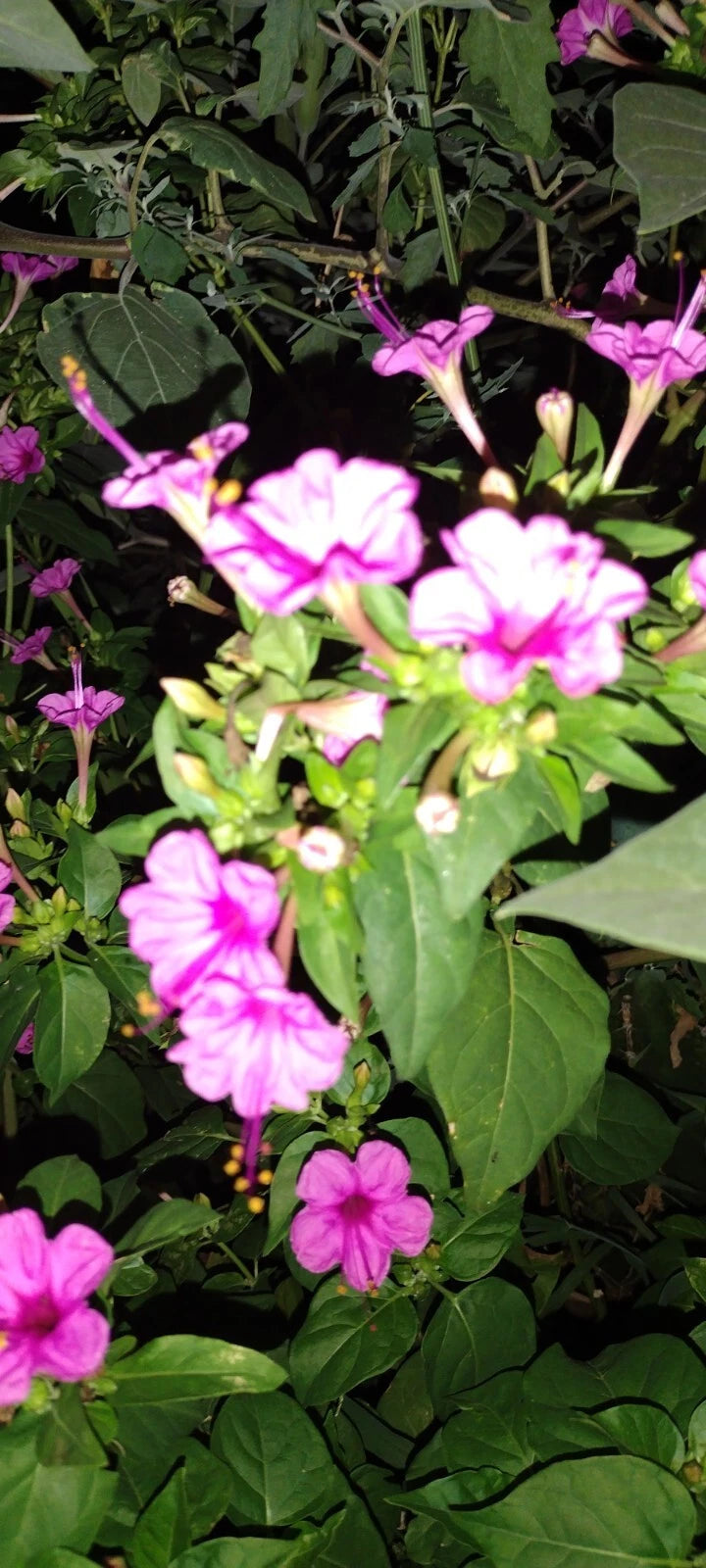 Four O Clock Flower Seeds Attracts Humming birds Butterflies SHIPPING – Heirloom, Non-GMO, High Germination Organic Garden Seeds