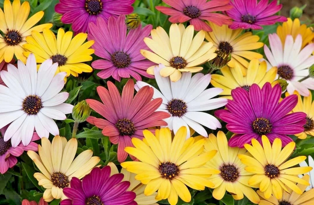 AFRICAN DAISY Cineraria Mix Flower Seeds Cape Marigold Drought Tolerant Easy – Heirloom, Non-GMO, High Germination Organic Garden Seeds