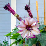 Ballerina Purple Devil Trumpet -Datura Seeds Double & Triple Flowers Comb S H heirloom non-gmo seeds