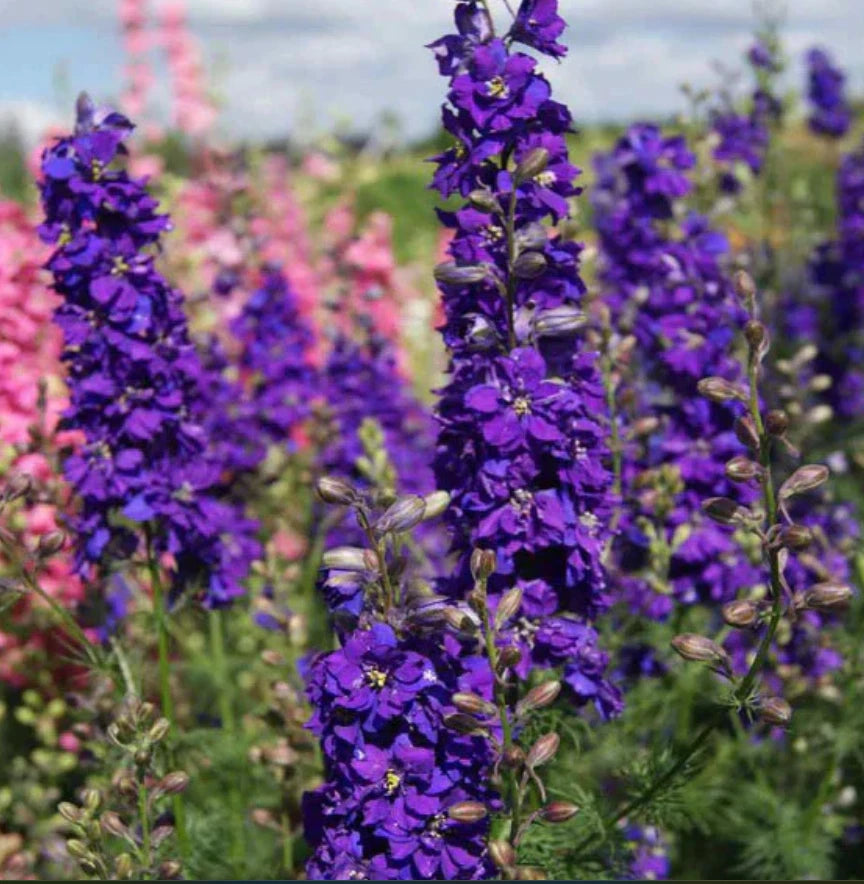 Delphinium LILAC SPIRE Purple Larkspur Cut Flowers Early Blooms Seeds heirloom non-gmo seeds