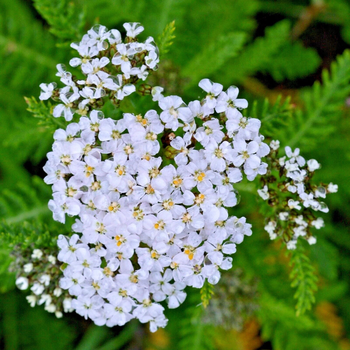 ACHILLEA MILLEFOLIUM Seeds Shipping White Yarrow Herb Flower Seeds heirloom non-gmo seeds