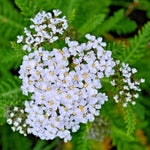 ACHILLEA MILLEFOLIUM Seeds Shipping White Yarrow Herb Flower Seeds heirloom non-gmo seeds