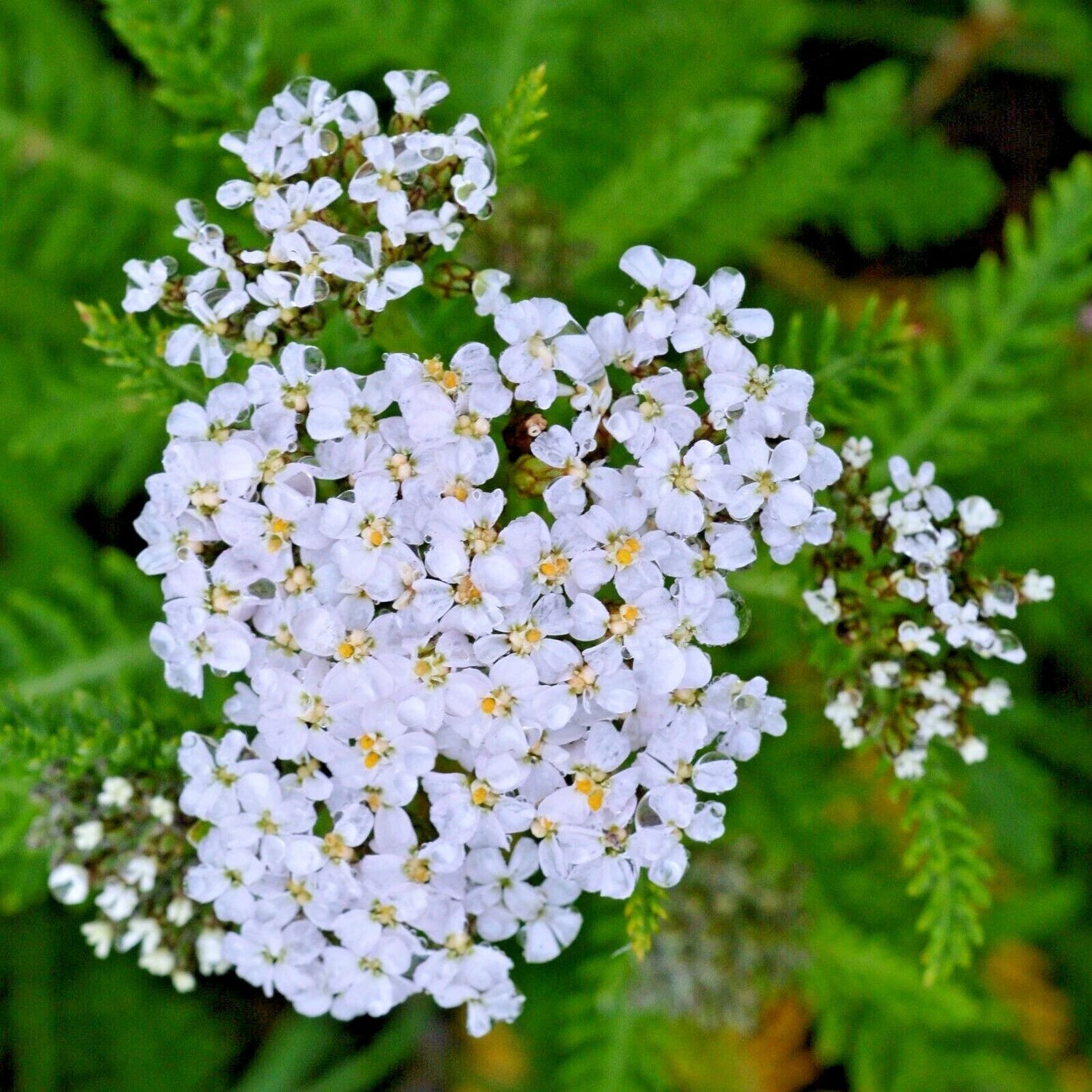 ACHILLEA MILLEFOLIUM Seeds Shipping White Yarrow Herb Flower Seeds heirloom non-gmo seeds