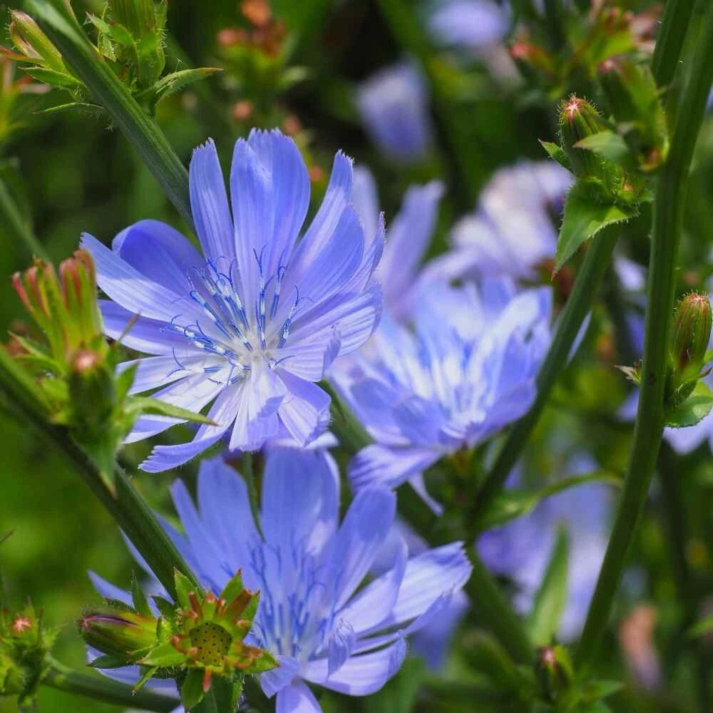 CHICORY SEEDS Cichorium intybus Blue Dandelion Coffeeweed Succory US heirloom non-GMO seeds