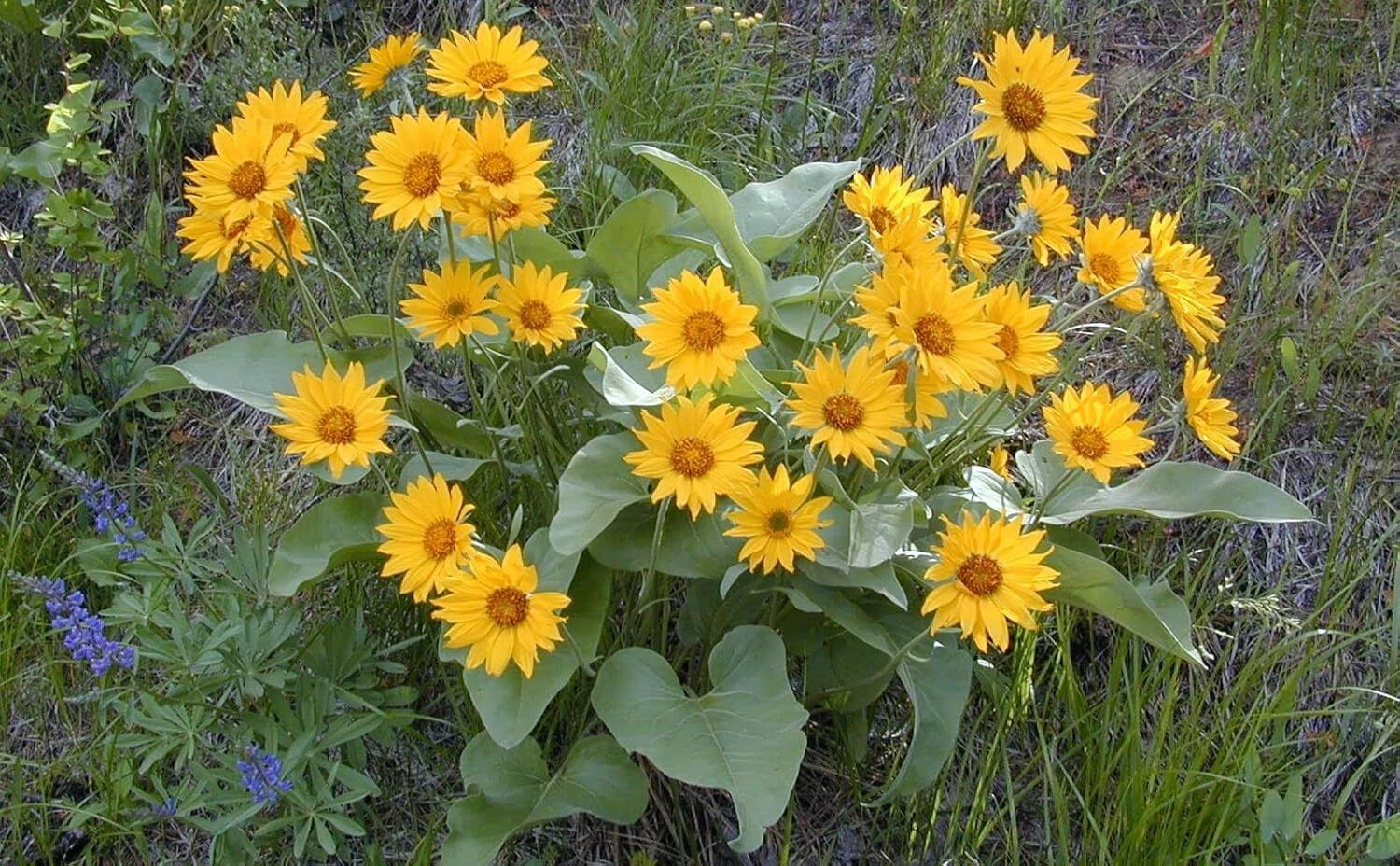 Arrowleaf Balsamroot Flower Seeds Balsamorhiza sagittata heirloom non-gmo seeds