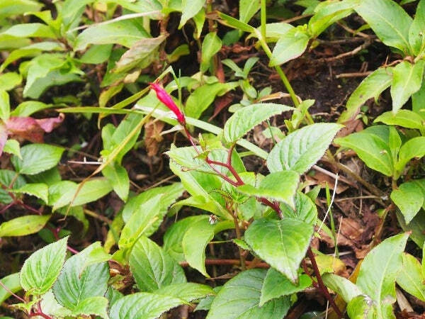 Centropogon costaricae Seeds – Heirloom, Non-GMO, High Germination Organic Garden Seeds