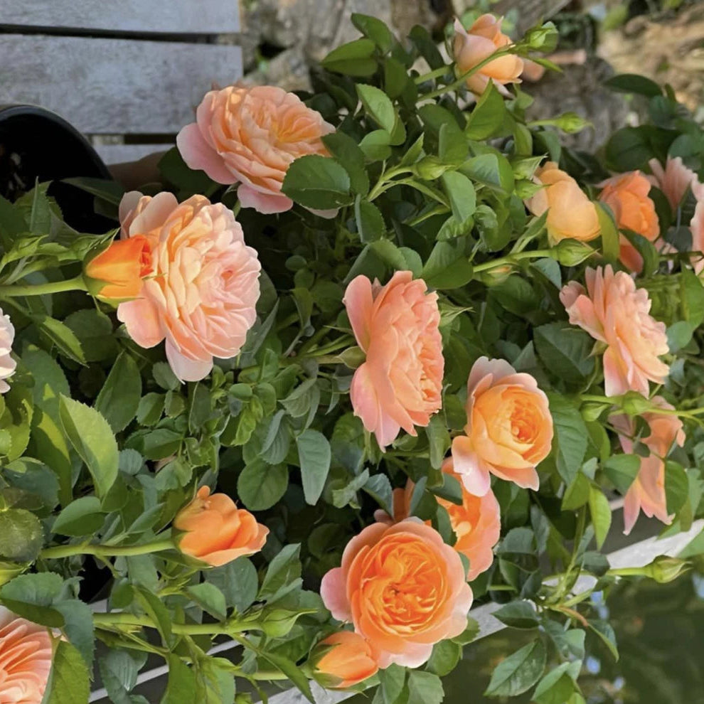 Juicy Terrazza Perennial Rose Seeds – Heirloom, Non-GMO, High Germination Organic Garden Seeds