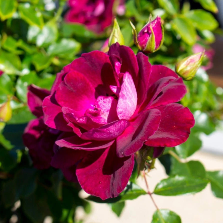 Burgundy Climbing Rose Seeds Pack Seeds Rose Flower Gardening Seeds – Heirloom, Non-GMO, High Germination Organic Garden Seeds