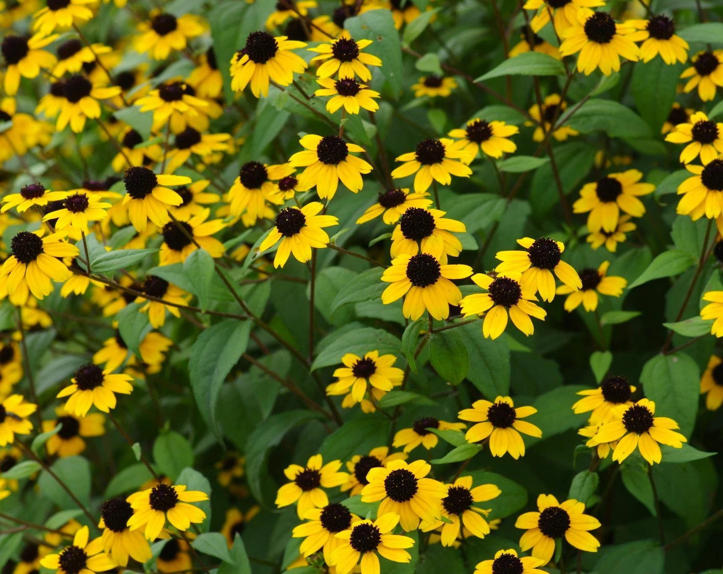 BROWN EYED SUSAN Seeds Branched Coneflower Perennial Native Wildflower Bushy – Heirloom, Non-GMO, High Germination Organic Garden Seeds