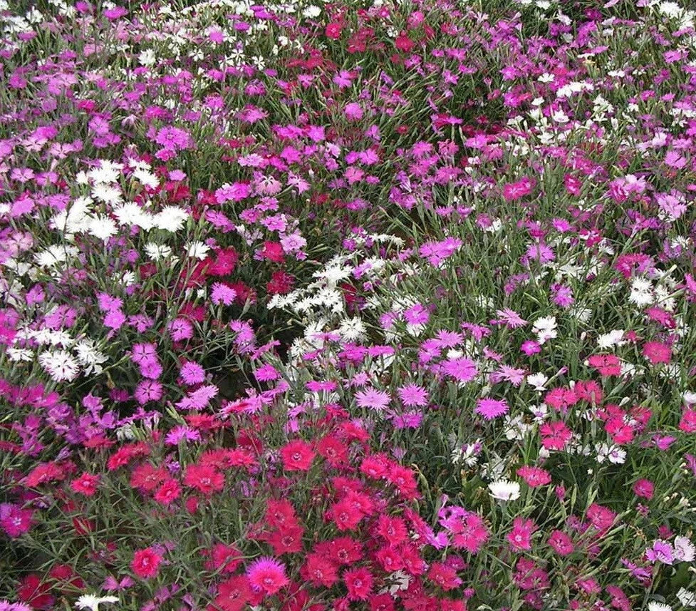 Dianthus Cottage Pinks Mixed Flower Seeds Dianthus plumarius heirloom non-gmo seeds