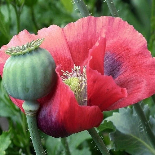 Mammoth Poppy Seeds for Planting Huge Papaever Somniferum Garden Poppies – Heirloom, Non-GMO, High Germination Organic Garden Seeds