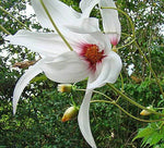 Dahlia campanulata Weeping Tree Dahlia Seeds heirloom non-GMO seeds