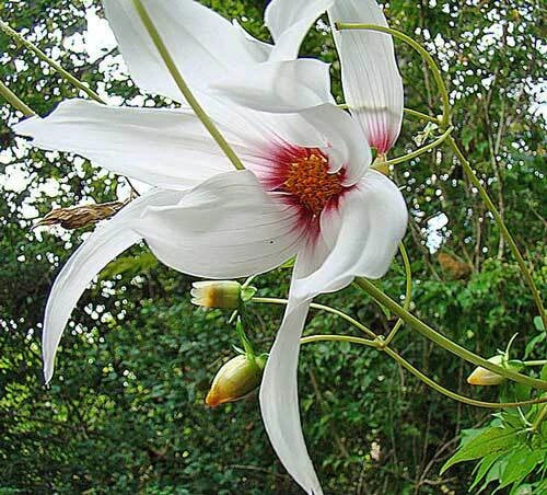 Dahlia campanulata Weeping Tree Dahlia Seeds heirloom non-GMO seeds