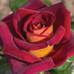 Dark Night Hybrid Tea Rose Seeds - Seeds - Rose Flower Gardening heirloom non-GMO seeds