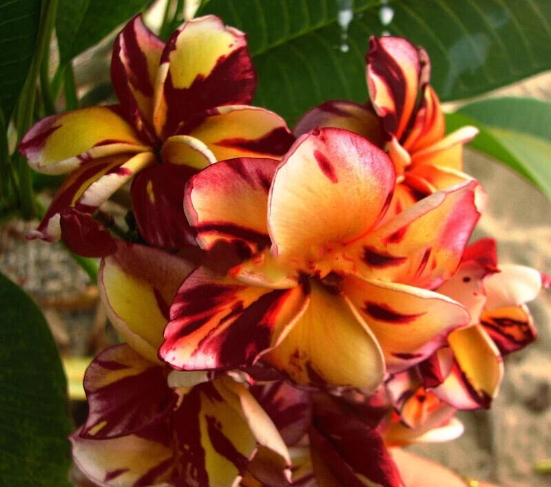 Dark Red Orange Plumeria Seeds Perennial Flowers Flower Frangipani US SELLER – Heirloom, Non-GMO, High Germination Organic Garden Seeds