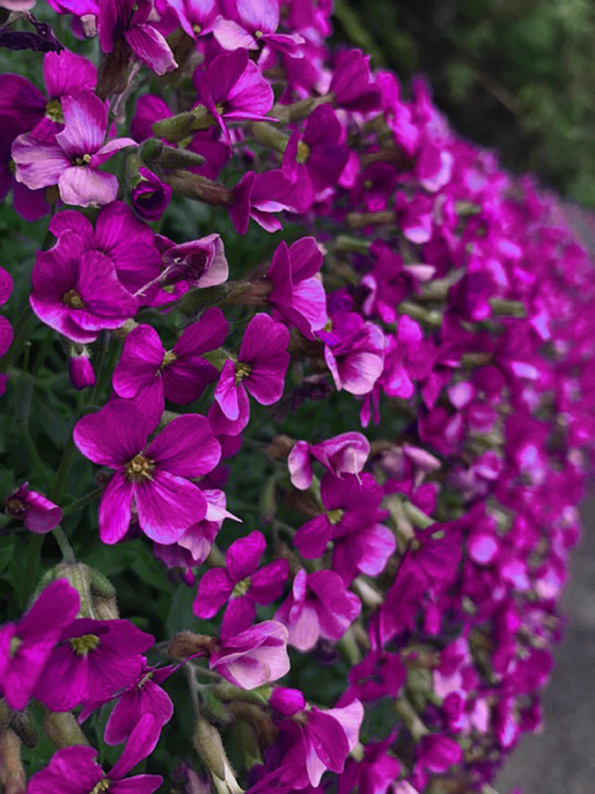 Rock Cress Seeds Aubrieta Cascading Purple Flowers - Perennial Ground Cover heirloom non-gmo seeds